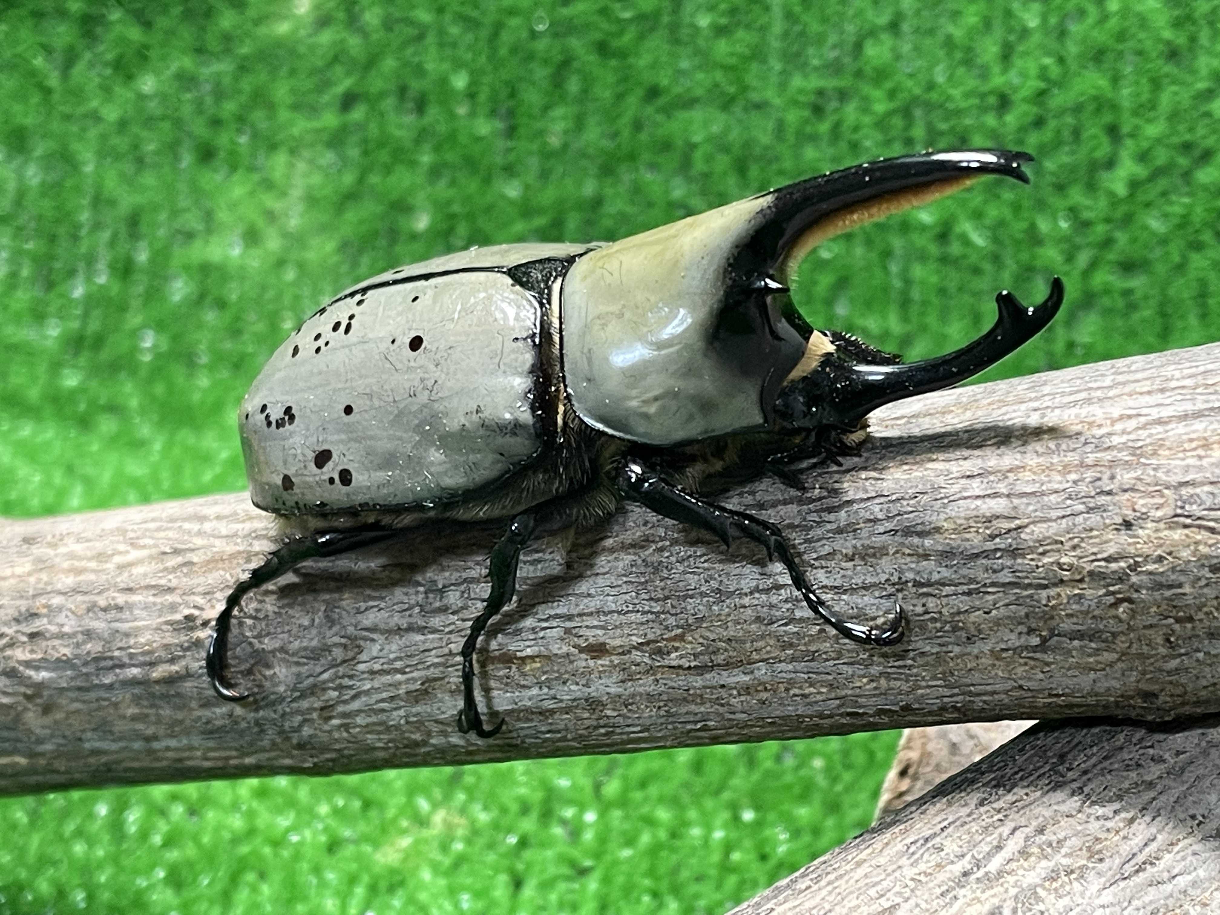 夏休みも終わりカブトムシも終わり？ | エメージ店長のブログ - 楽天ブログ