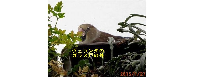 昨年のシメちゃん.jpg