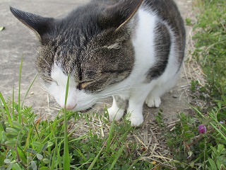 IMG_0243ss.jpg