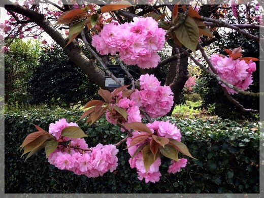 関山・桜