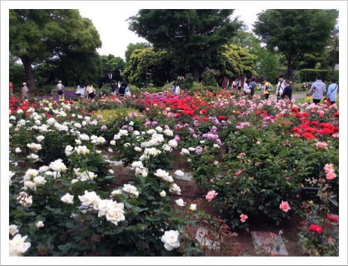 港の見える丘公園のバラ