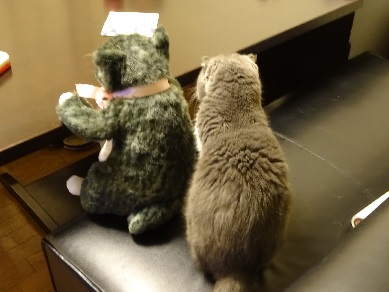 ソメゴローとべる.jpg