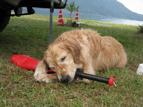 ぺたんこ.JPG