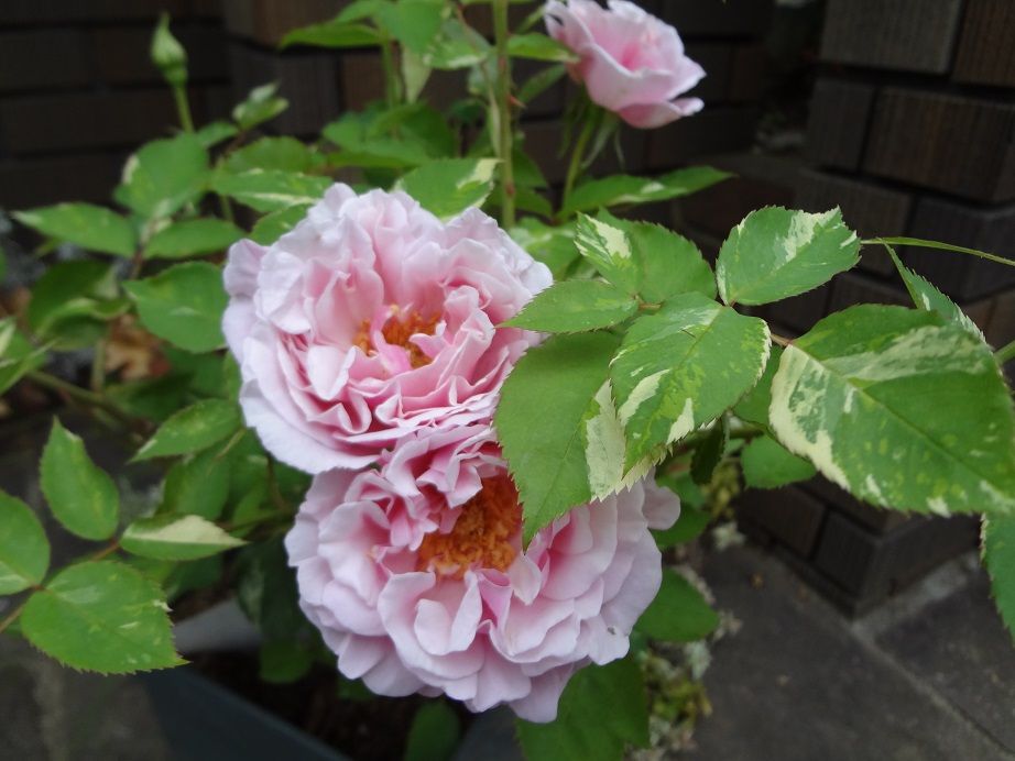 第67回 老舗の味 バラ ヘルシューレン まっ いっか流 お庭改造 大作戦 楽天ブログ