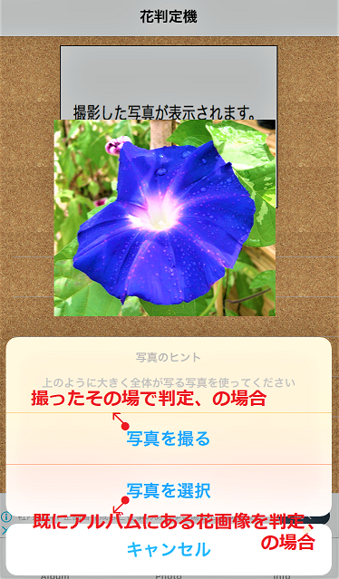 7 11 撮ったお花の名前が判る アプリ 他 Chao Chao 楽天ブログ