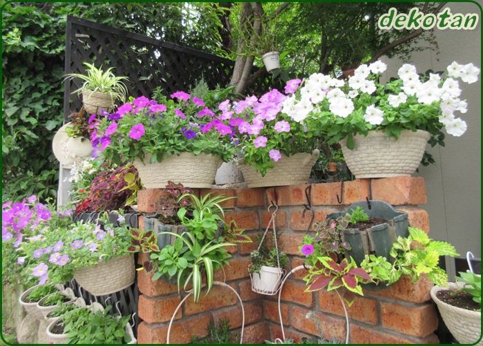 梅雨明けまでの臨時的な花壇 プリムラが夏越え中 狭い庭を花いっぱいにする育て方 楽天ブログ