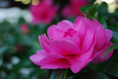 DSC_2811.jpg