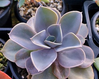 DSC_4803.jpg