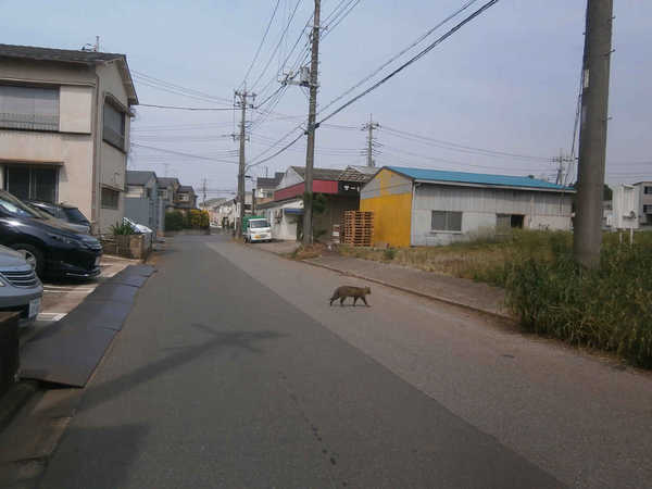 トライアル 八千代 自転車