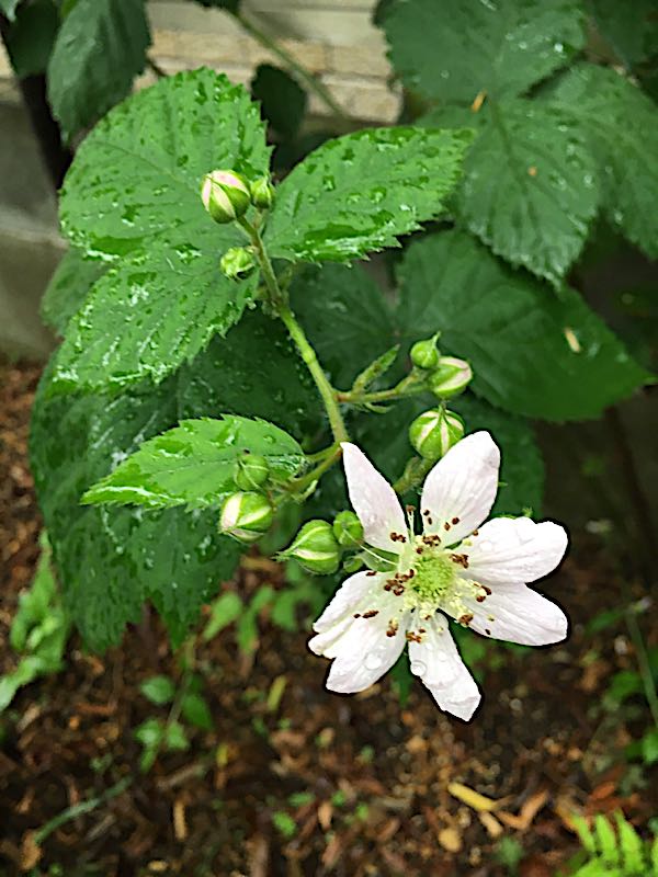rblog-20180519195851-01.jpg