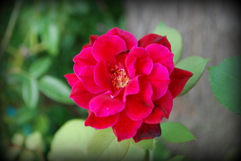 DSC_0005.JPG