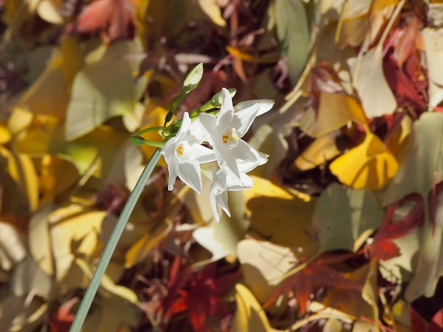s-p2974.jpg