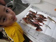 H25.5.26　今日の釣果♪