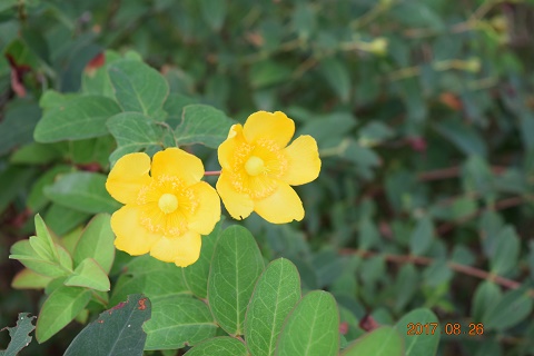 DSC_0136.jpg