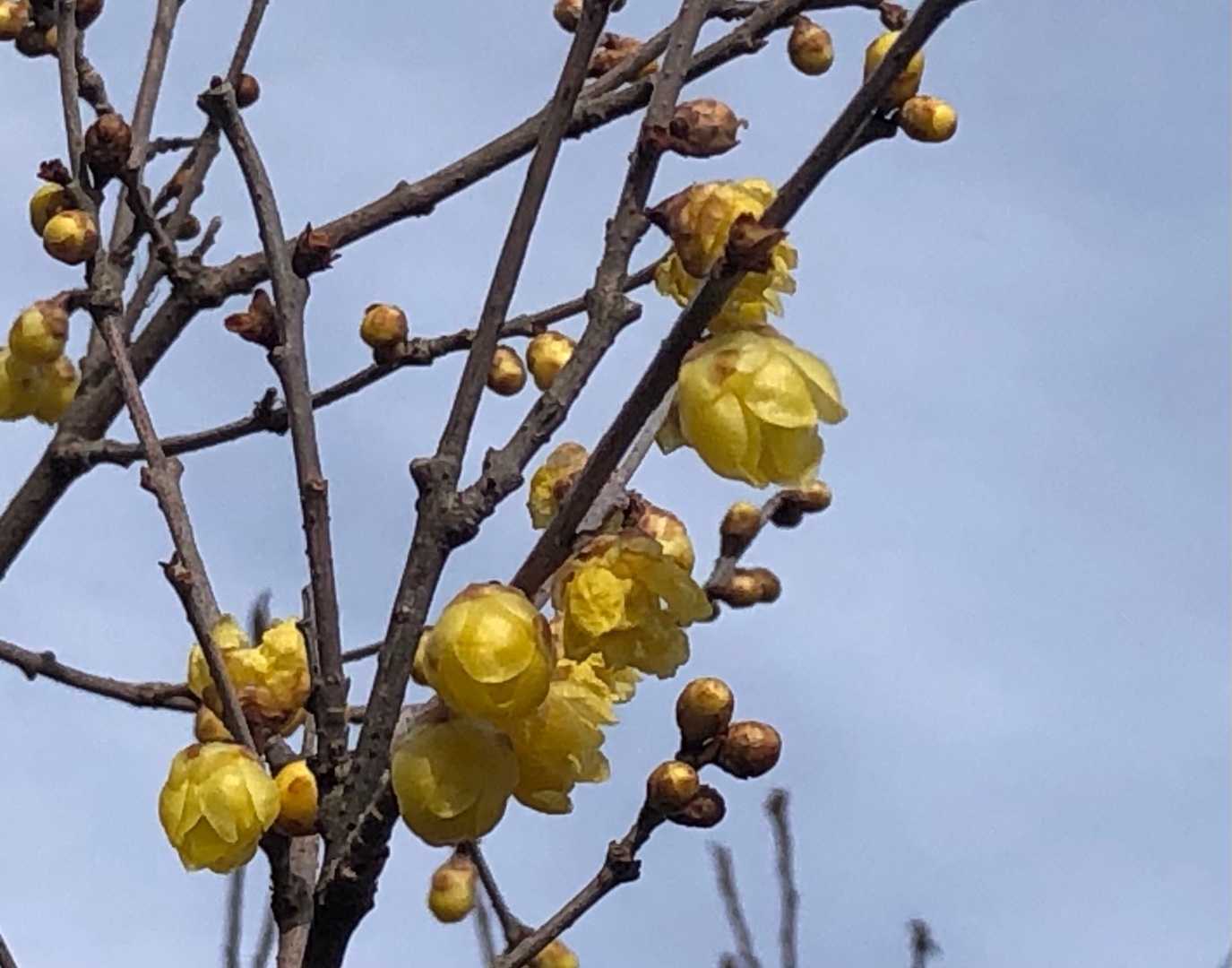 霜の花とろう梅と野沢菜おにぎり 野原に咲くhimawariブログ 楽天ブログ