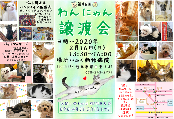 第４６回わんにゃん譲渡会開催のお知らせ  岐阜市ふく動物病院 - 楽天 