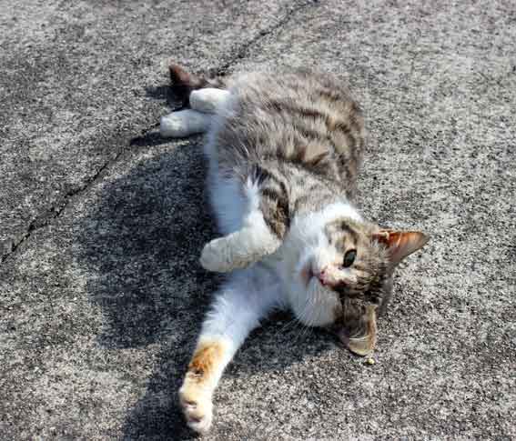 我が家のニャンコ♪2014/03/01-1