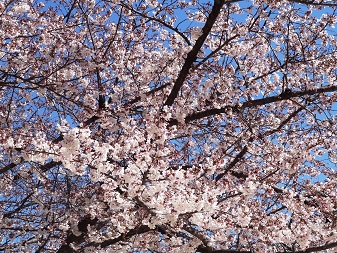 桜２.jpg