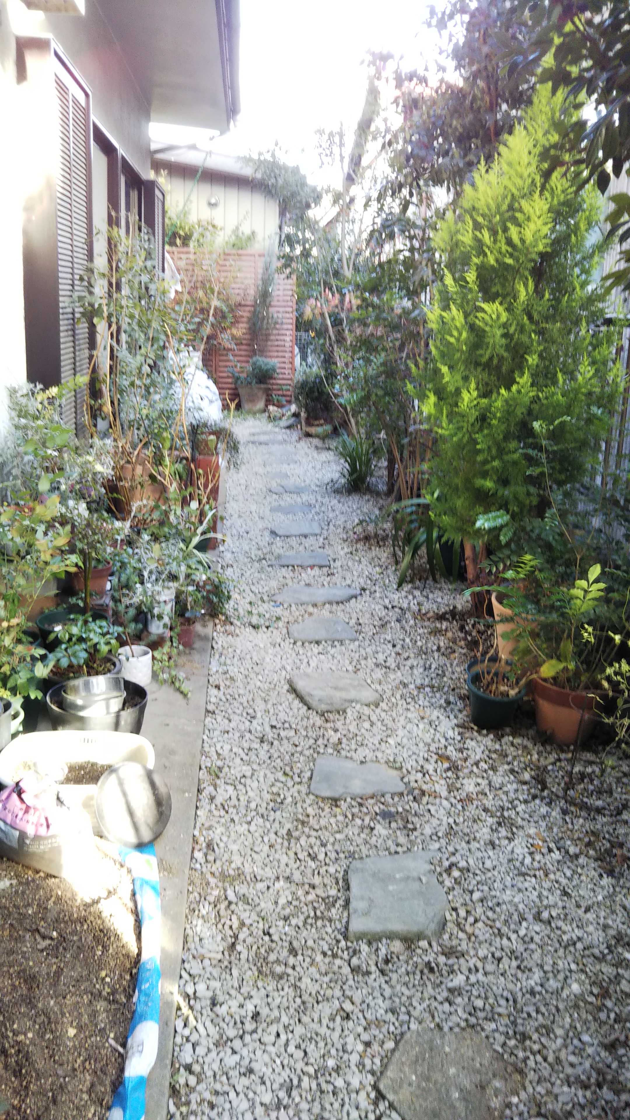 大晦日 庭の片付け終わりました シェードガーデンと猫 楽天ブログ