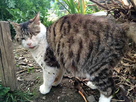 我が家のニャンコ♪2016/1/10-01
