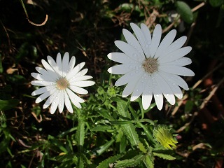 IMG_9372ss.jpg