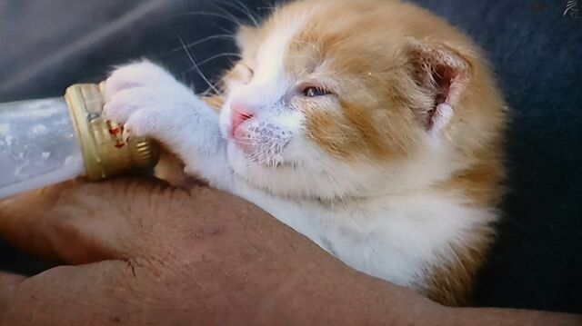 20131116ｌ子猫　2.jpg
