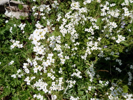 十種ケ峰の花-24.jpg