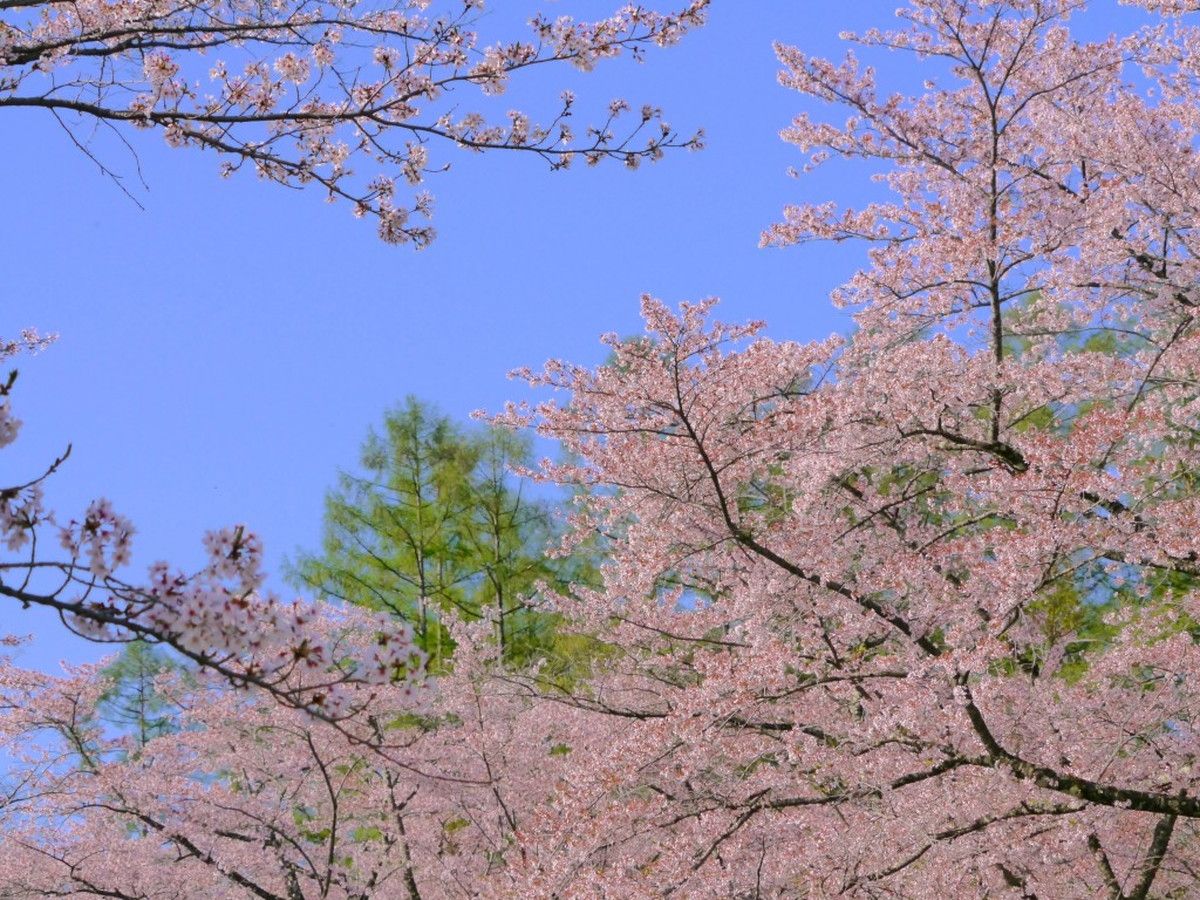 蓼科山聖光寺 桜まつり 創業大正十五年 蓼科 親湯温泉 楽天ブログ 新着情報 楽天ブログ