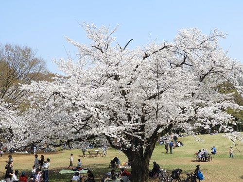 光が丘公園の桜