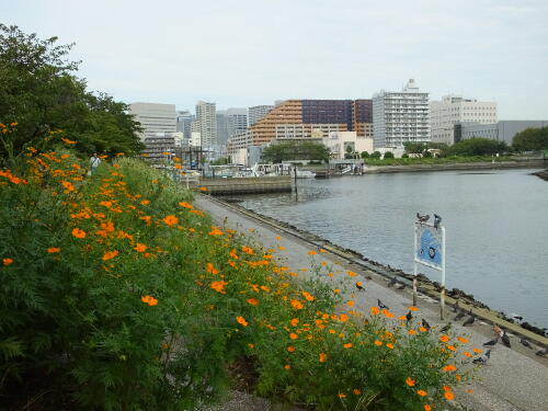 しながわ花海道