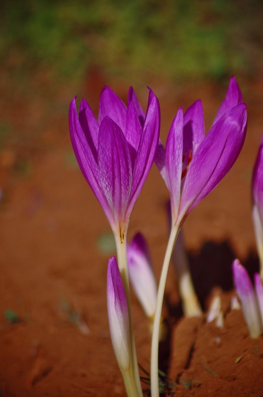 コルチカム 花と自然に癒されて 楽天ブログ