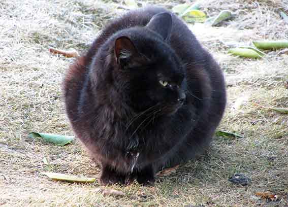 我が家のニャンコ♪2016/1/31-02