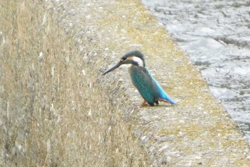 515