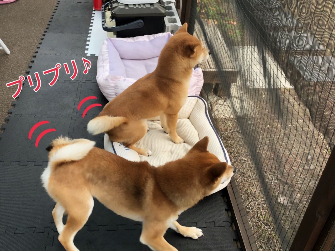 なんでこうなる 豆柴まるはなの花マル日和 楽天ブログ