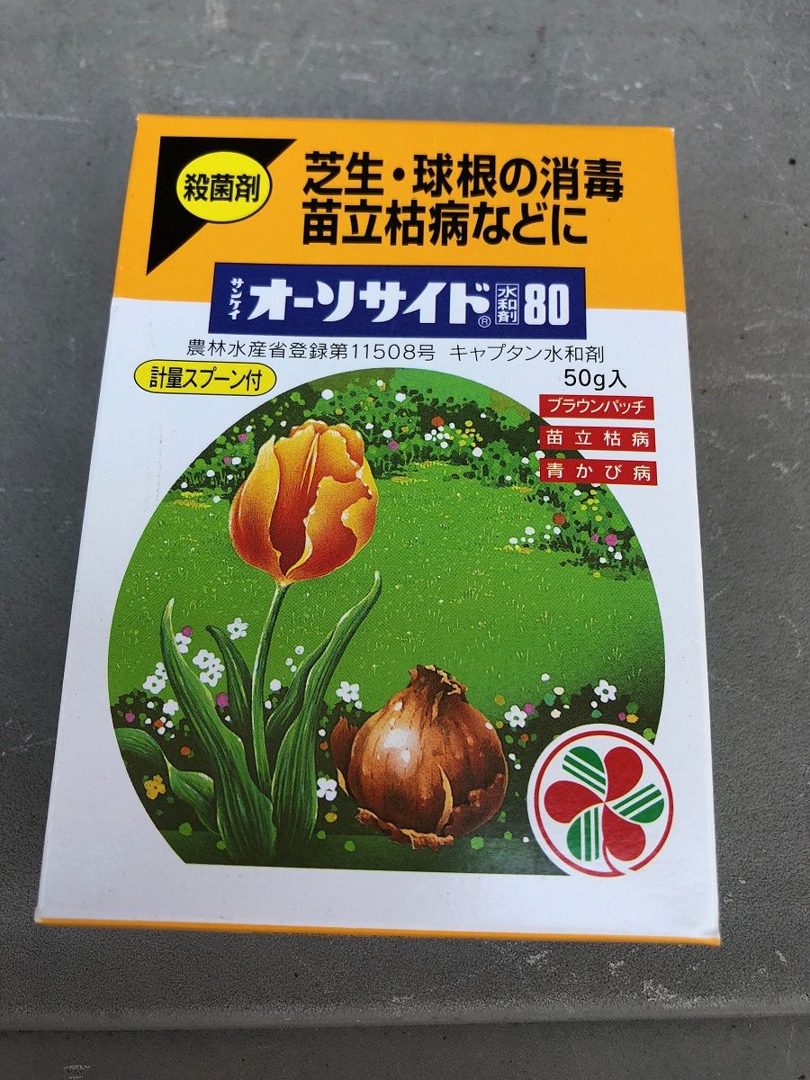 スイセン エルリッチャーの球根をほりあげる 今日のできごと 楽天ブログ