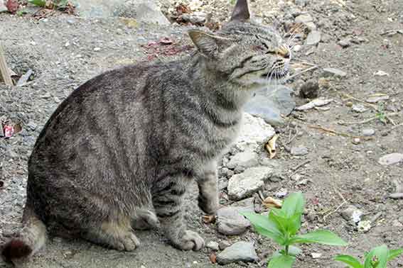 我が家のニャンコ♪2016/6/9-3