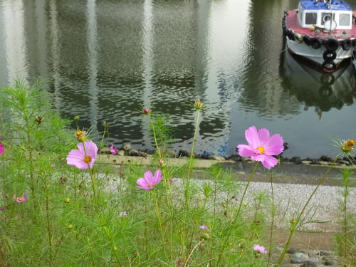 しながわ花海道