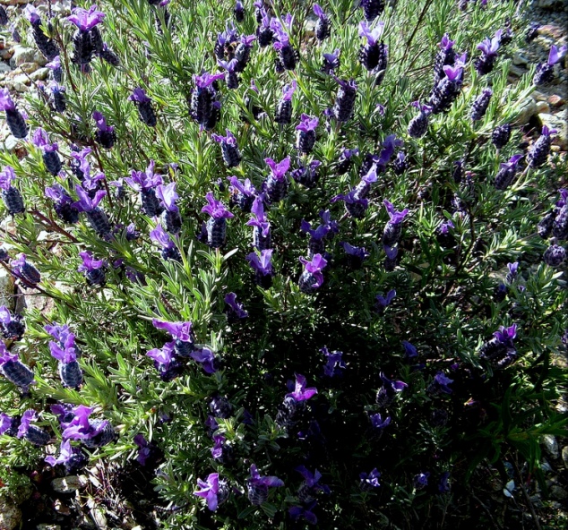 +0507 Lavendula stoechas.jpg