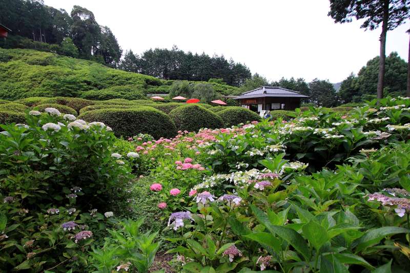 三室戸寺庭園_004.jpg