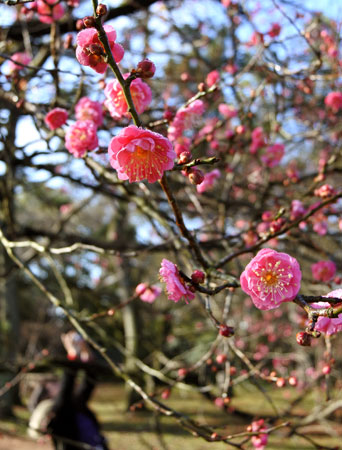 20151222（京都御苑梅）.jpg