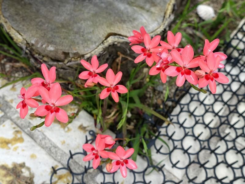 5月2日 今日の一花 その３ ヒメヒオウギ 姫檜扇 Gazengamaのブログ 散歩中に出合った花と趣味の陶芸作品 楽天ブログ