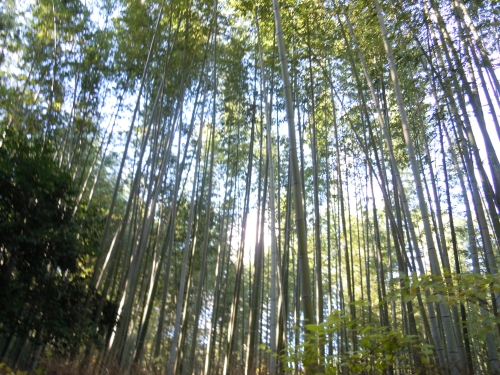 京都　嵯峨　嵐山_2214.JPG