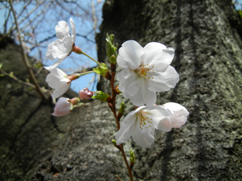 桜