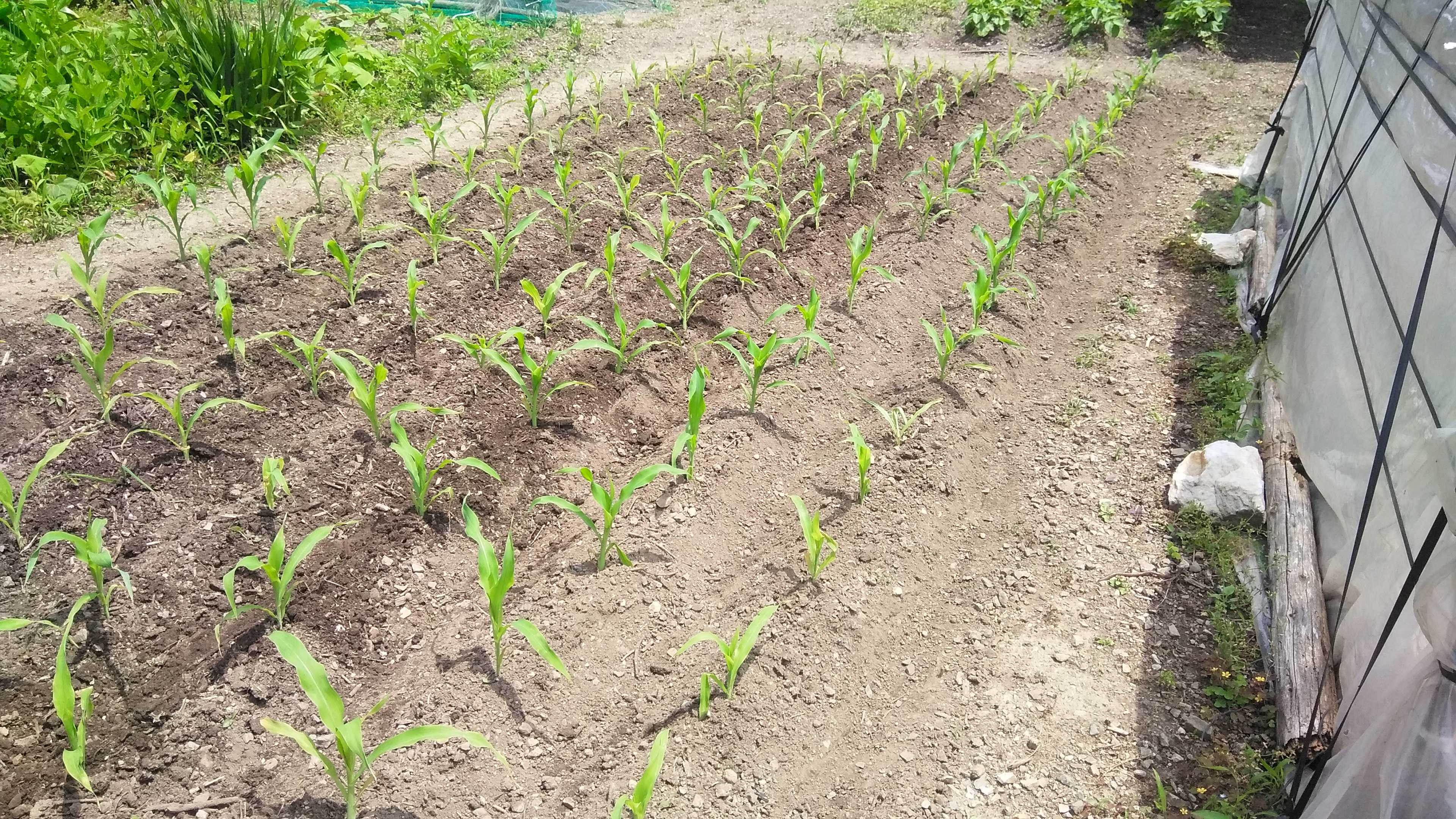 トウモロコシ土寄せ 菜園moku どうぞごゆっくり 楽天ブログ