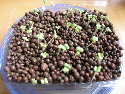 20120706-2.JPG