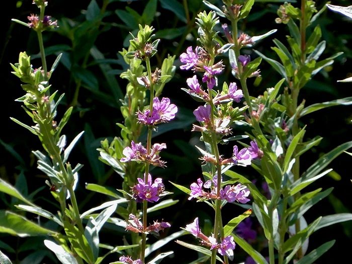 森林植物園訪問 百十八回目 その9 長谷池の1 | ジュラのお散歩花日記 - 楽天ブログ