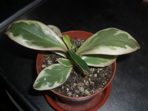 CIMG2530.jpg