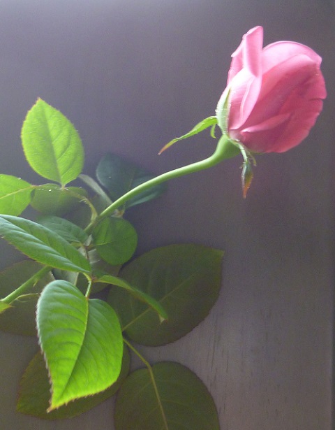 P1240342画像4.jpg