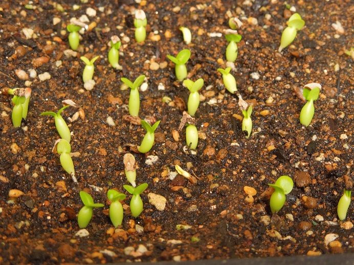 パキポディウム ビスピノーサムの実生 Pachypodium Bispinosum Seedlings 小平太1098のブログ 楽天ブログ