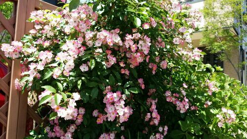 rblog-20180530171406-01.jpg
